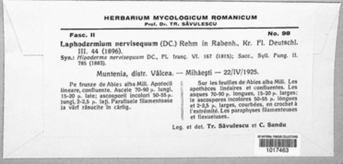 Lirula nervisequa image